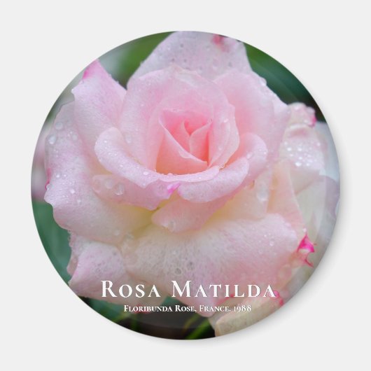 Rosa Matilda Magneet (Voorkant)