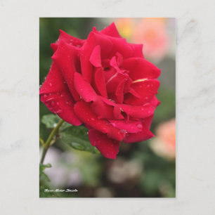 Rosa Mister Lincoln Briefkaart