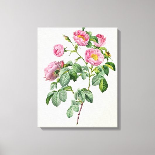 Rosa Mollissima uit 'Les Rozen' Canvas Afdruk (Voorkant)