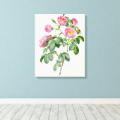 Rosa Mollissima uit 'Les Rozen' Canvas Afdruk (Insitu (Houten vloer))
