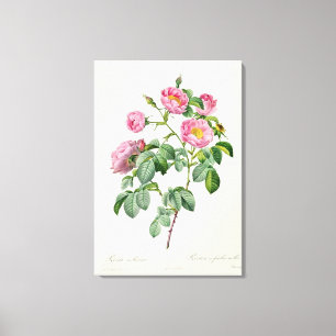 Rosa Mollissima uit 'Les Rozen' Canvas Afdruk