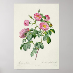 Rosa Mollissima uit 'Les Rozen' Poster