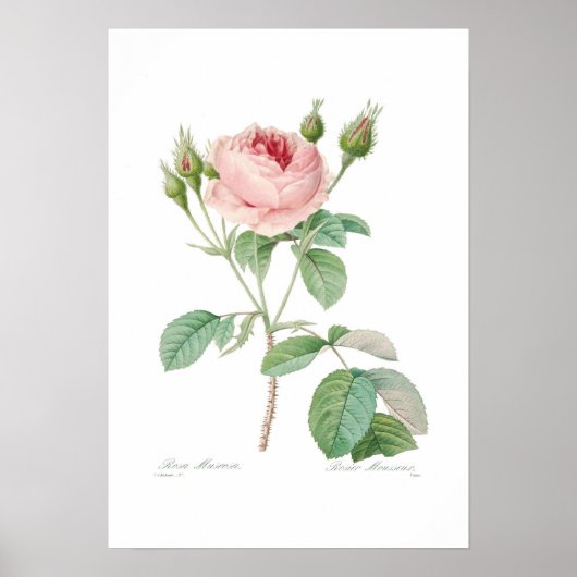 Rosa muscosa poster (Voorkant)