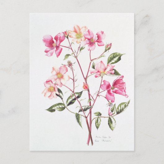 Rosa "Mutabilis" 1996 Briefkaart (Voorkant)