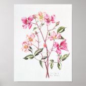 Rosa "Mutabilis" 1996 Poster (Voorkant)
