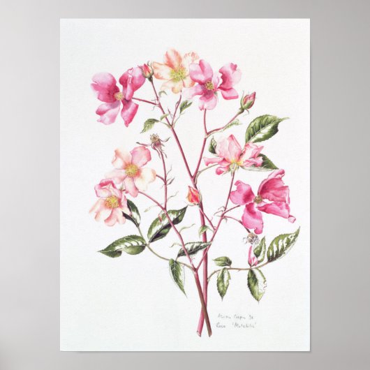 Rosa "Mutabilis" 1996 Poster (Voorkant)