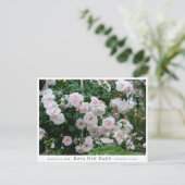 Rosa New Dawn Briefkaart (Staand voorkant)