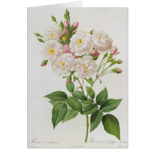 Rosa Noisettiana uit de Rozen van Les