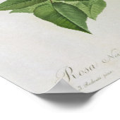 Rosa Noisettiana uit de Rozen van Les Poster (Hoek)