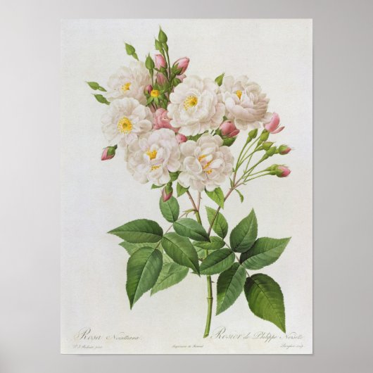 Rosa Noisettiana uit de Rozen van Les Poster (Voorkant)