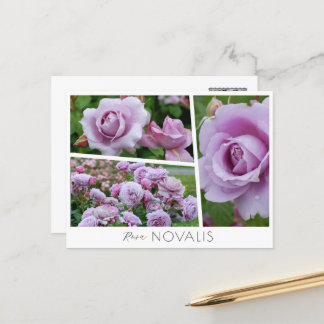 Rosa Novalis Briefkaart