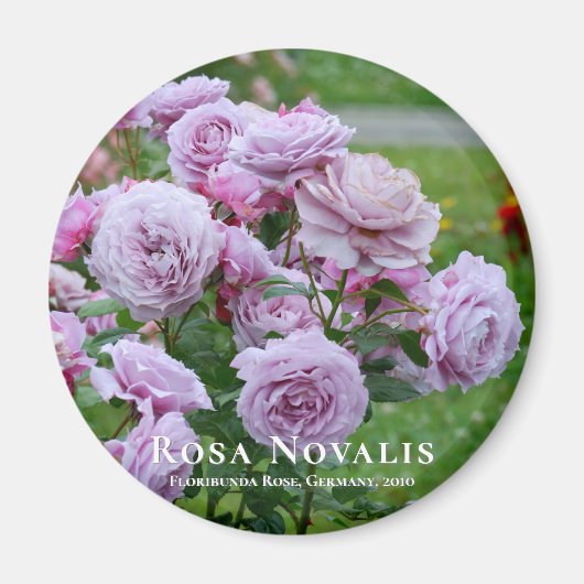 Rosa Novalis Magneet (Voorkant)