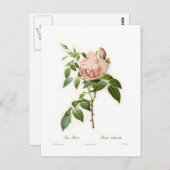 Rosa odorata briefkaart (Voorkant / Achterkant)