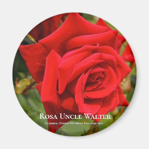 Rosa oom Walter Magneet