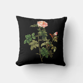 Rosa Orbessanea Worpillow Kussen