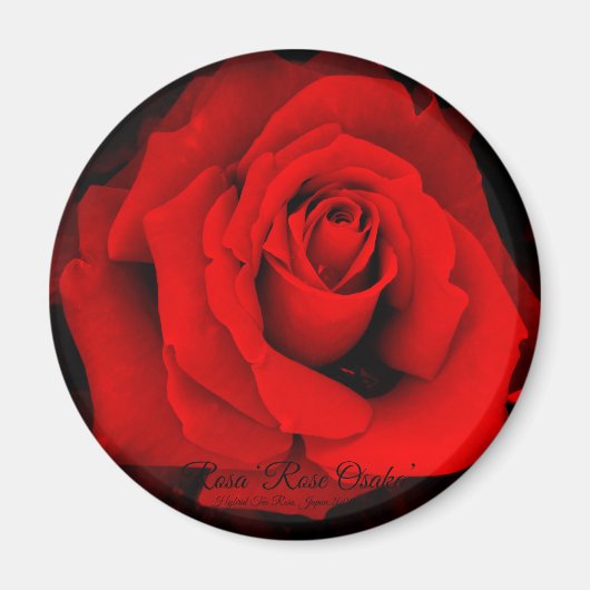 Rosa "Osaka Rose" : Magnet rond (Devant)