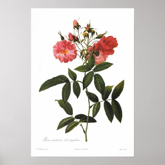 Rosa palustris subcorymbosa poster (Voorkant)