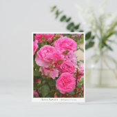 Rosa Parade Briefkaart (Staand voorkant)