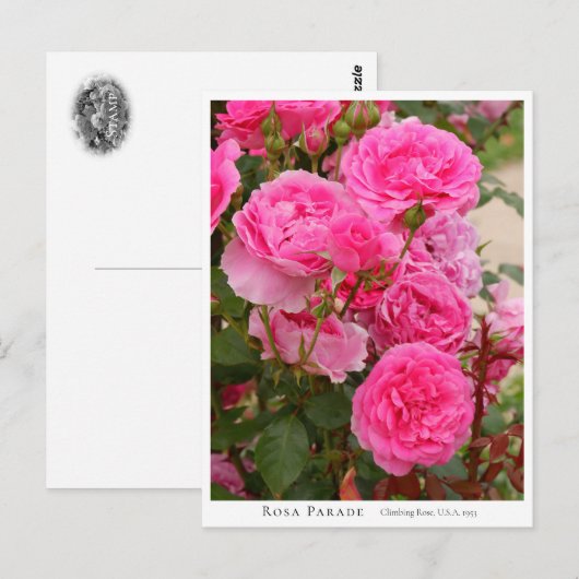 Rosa Parade Briefkaart (Voorkant / Achterkant)