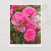 Rosa Parade Briefkaart (Voorkant)