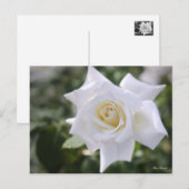 Rosa Pascali:Briefkaart Briefkaart (Voorkant / Achterkant)