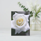 Rosa Pascali : Carte postale (Debout devant)