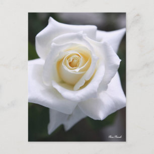 Rosa Pascali : Carte postale