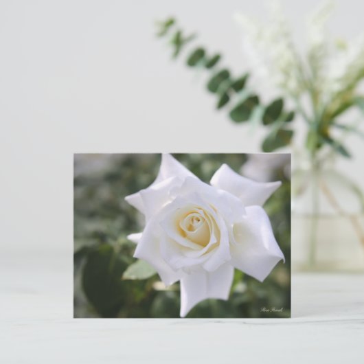 Rosa Pascali : Carte postale (Debout devant)