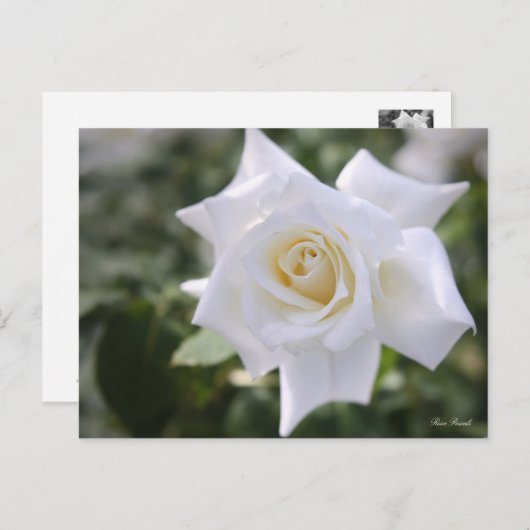 Rosa Pascali : Carte postale (Devant / Derrière)