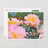 Rosa Peace Briefkaart (Voorkant / Achterkant)