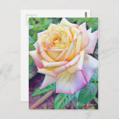 Rosa Peace [Briefkaart] Briefkaart (Voorkant / Achterkant)