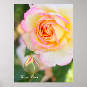 Rosa Peace [Waarde Poster Papier]