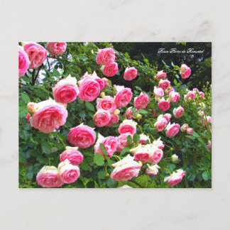 Rosa Pierre de Ronsard [Briefkaart] ポ ス カ ー ド Briefkaart