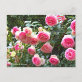 Rosa Pierre de Ronsard [Briefkaart] ポ ス カ ー ド Briefkaart (Voorkant)