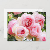 Rosa Pierre de Ronsard (Briefkaart) Briefkaart (Voorkant / Achterkant)