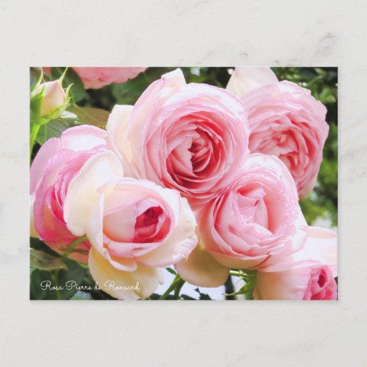 Rosa Pierre de Ronsard (Briefkaart) Briefkaart (Voorkant)