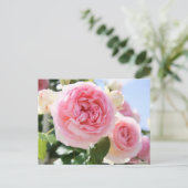 Rosa Pierre de Ronsard : Carte postale (Debout devant)