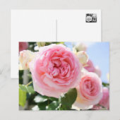 Rosa Pierre de Ronsard : Carte postale (Devant / Derrière)