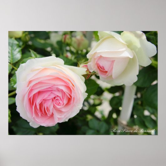 Rosa Pierre de Ronsard Poster (Voorkant)