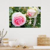 Rosa Pierre de Ronsard (Poster) Poster (Keuken)