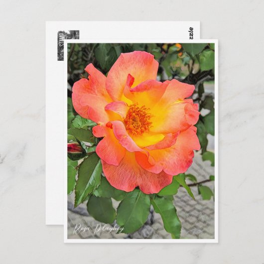 Rosa Playboy Briefkaart (Voorkant / Achterkant)