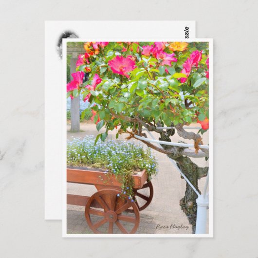 Rosa Playboy Briefkaart (Voorkant / Achterkant)