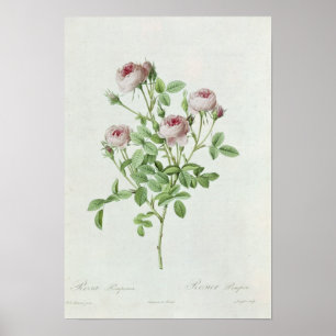 Rosa Pomponia uit de Les-Rozen Poster