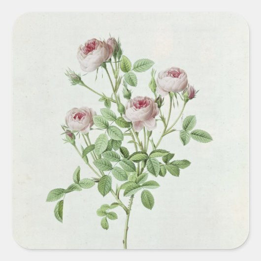 Rosa Pomponia uit de Les-Rozen Vierkante Sticker (Voorkant)
