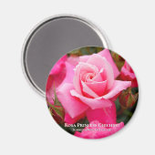 Rosa Princess Chichibu マ グ ネ ト Magneet (Voorkant / Achterkant)