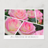 Rosa Princesse de Monaco Briefkaart (Voorkant)