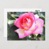 Rosa Princesse de Monaco : Carte postale (Devant / Derrière)