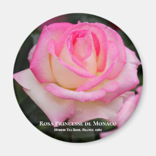 Rosa Princesse de Monaco Magneet