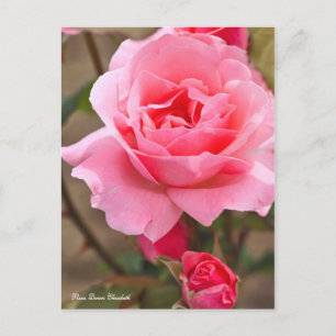 Rosa Queen Elizabeth (Briefkaart) ポ ス ト ー ド Briefkaart