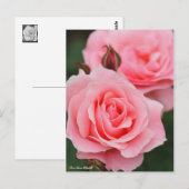 Rosa Queen Elizabeth:Briefkaart Briefkaart (Voorkant / Achterkant)